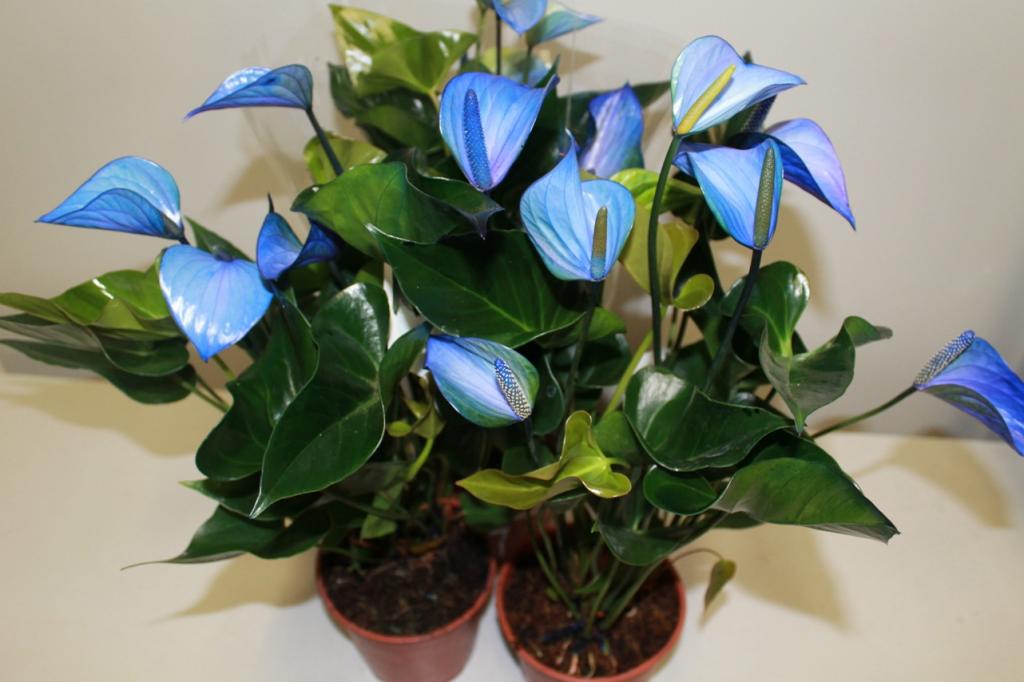 Blumen Anthurium: Wie zu pflegen?