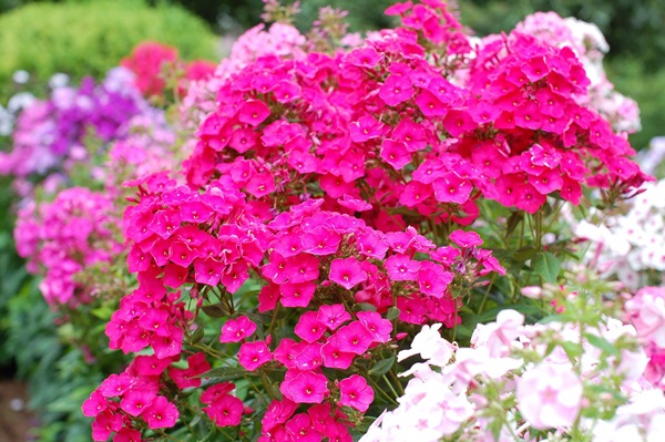 Schöne Blumen für ein Blumenbeet
