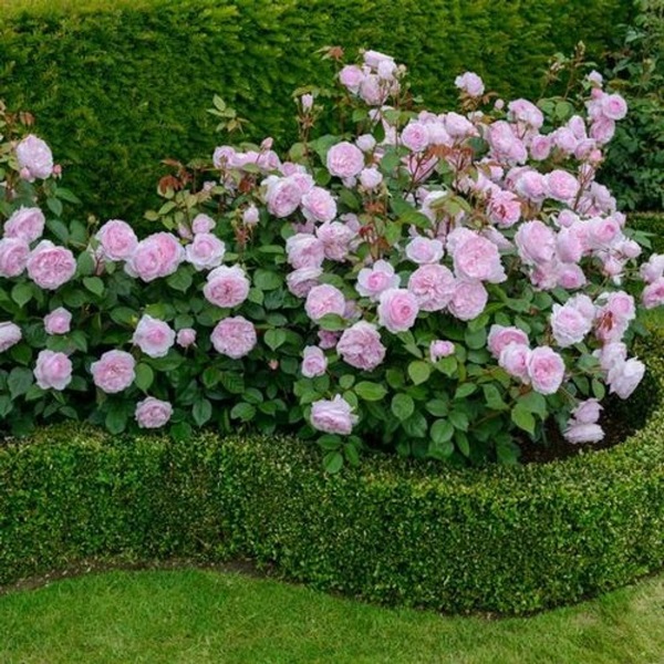 Schöne Blumen für ein Blumenbeet