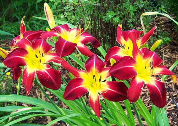 Schöne Blumen für ein Blumenbeet