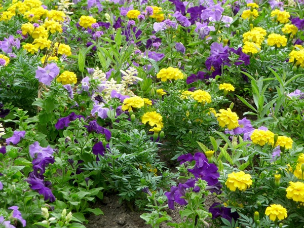 Schöne Blumen für ein Blumenbeet