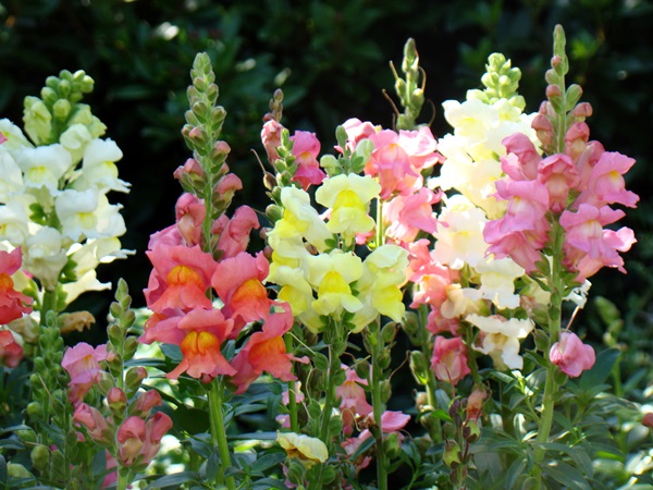 Schöne Blumen für ein Blumenbeet