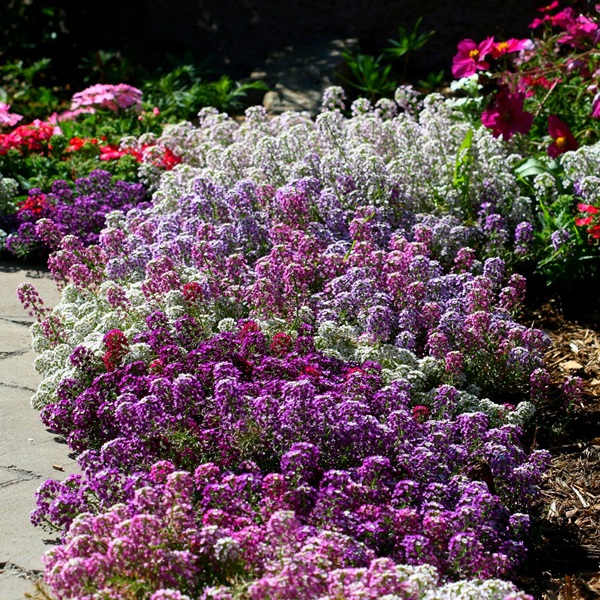 Schöne Blumen für ein Blumenbeet