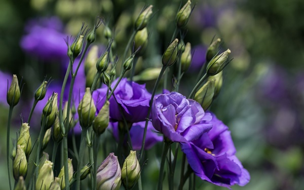 Schöne Blumen für ein Blumenbeet