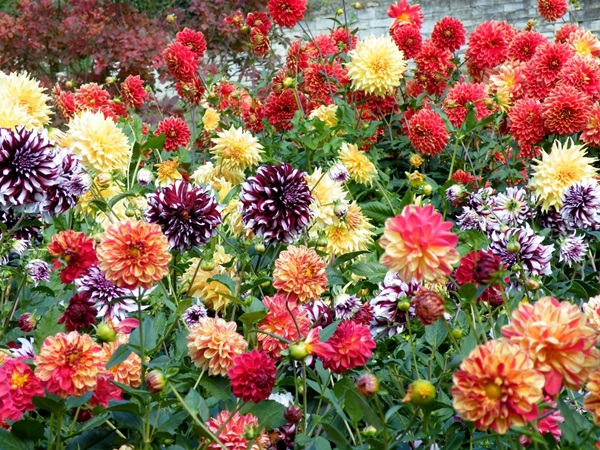 Schöne Blumen für ein Blumenbeet