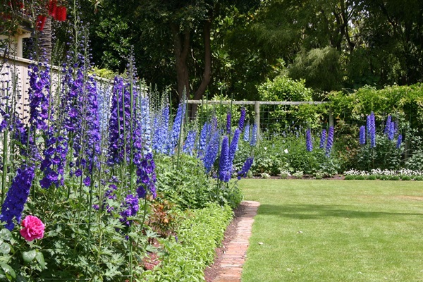 Schöne Blumen für ein Blumenbeet