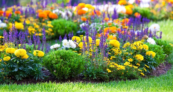 Schöne Blumen für ein Blumenbeet