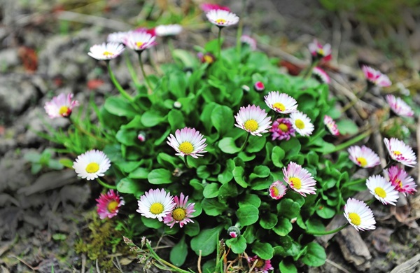 Schöne Blumen für ein Blumenbeet