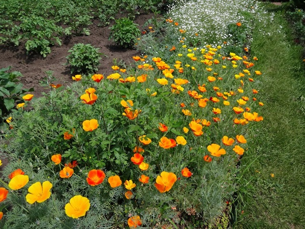 Schöne Blumen für ein Blumenbeet