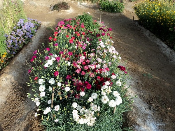 Schöne Blumen für ein Blumenbeet