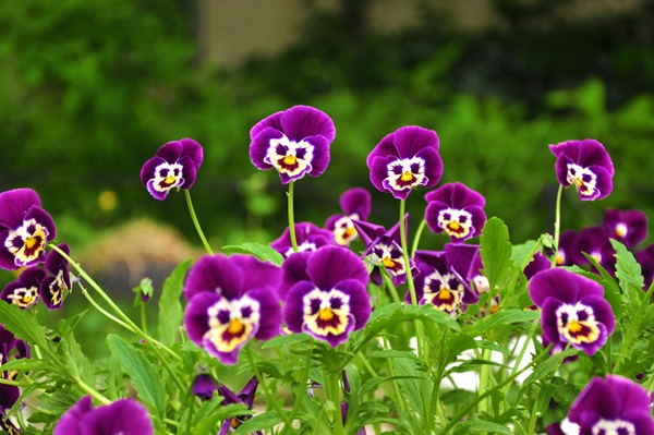 Schöne Blumen für ein Blumenbeet