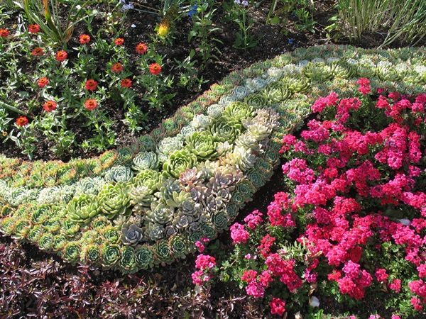 Schöne Blumen für ein Blumenbeet