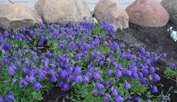 Schöne Blumen für ein Blumenbeet