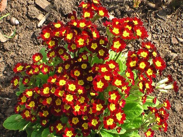 Schöne Blumen für ein Blumenbeet