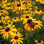 Blumen-Stauden