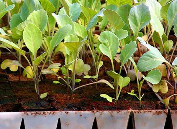 Blumenkohl, Sprossen, Aufzucht und Pflege