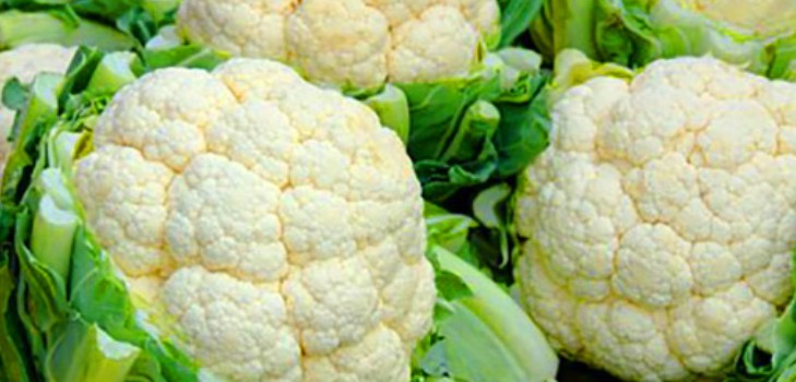 Blumenkohl, Sprossen, Aufzucht und Pflege