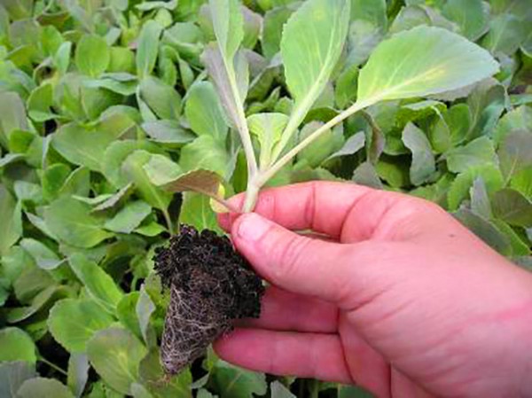 Blumenkohl, Sprossen, Aufzucht und Pflege