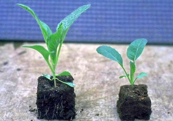 Blumenkohl, Sprossen, Aufzucht und Pflege