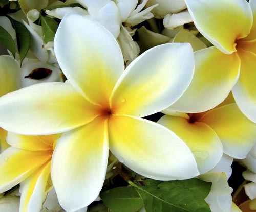 Flower Plumeria - der magische Duft in Ihrem Zuhause