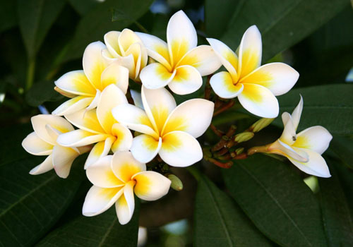 Flower Plumeria - der magische Duft in Ihrem Zuhause