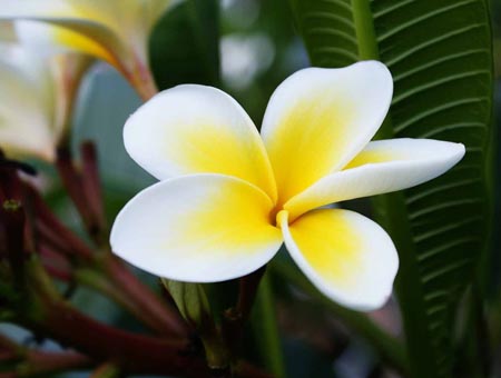 Flower Plumeria - der magische Duft in Ihrem Zuhause