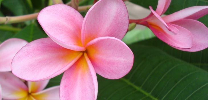 Flower Plumeria - der magische Duft in Ihrem Zuhause