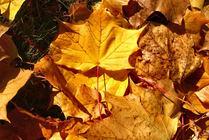 Geschenke des Herbstes: Herbstcollage mit eigenen Händen