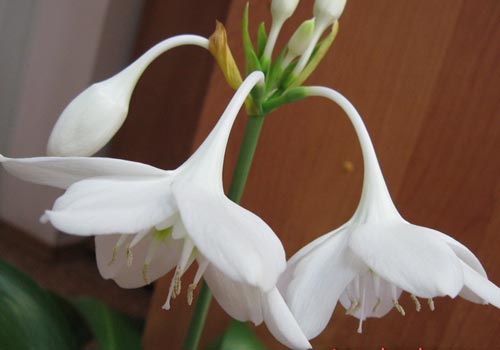 zwei Eucharis Blumen