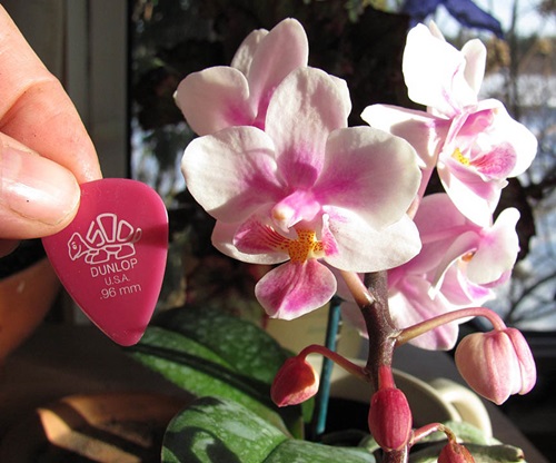 Phalaenopsisblüte