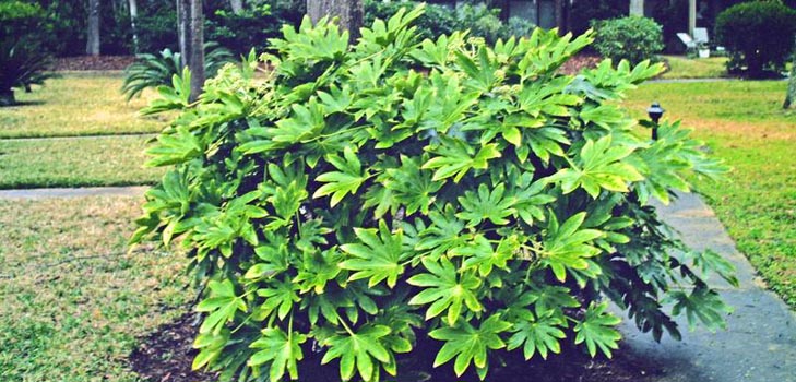 Pflege für Fatsia zu Hause