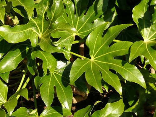 Verschiedene Arten von Fatsia