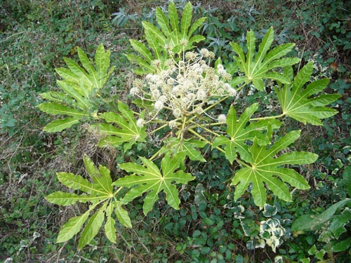 Fatsia bei angenehmen Temperaturbedingungen