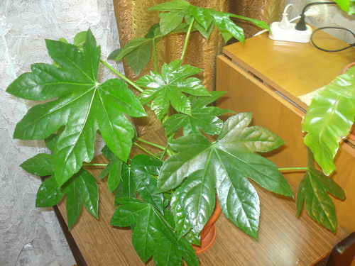 Fatsia am westlichen Fenster