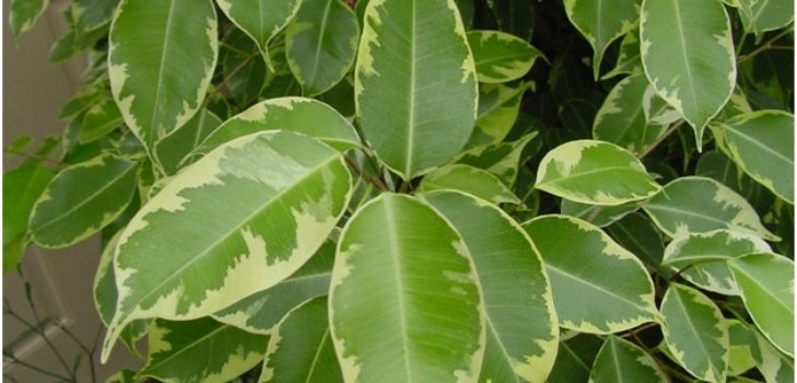 Zimmer Ficus