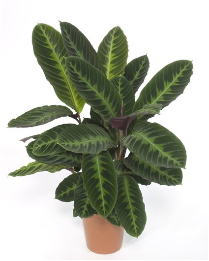 Wanne mit Ficus