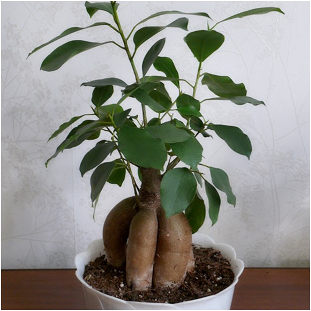 Ficus vor dem Umpflanzen