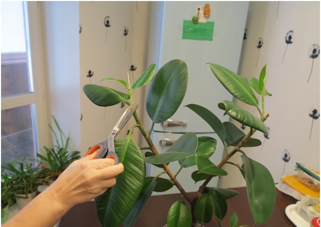 Ficus schneiden