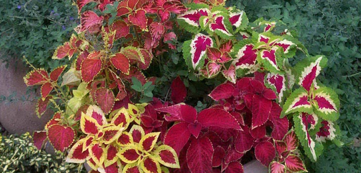 Fittonia: Pflege