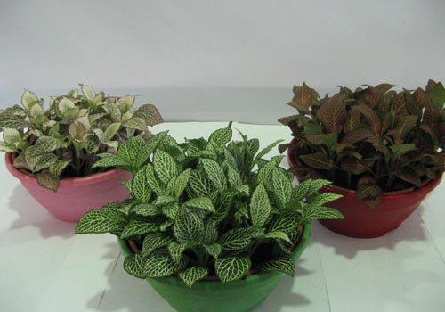 Fittonia: Pflege