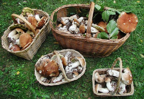 Wo und wann Pilze in der Region Moskau sammeln