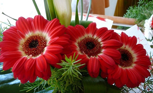 Gerbera im Topf Gerbera im Topf