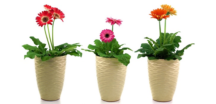 Gerbera im Topf Gerbera im Topf