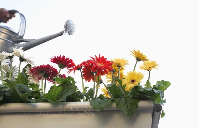 Gerbera im Topf Gerbera im Topf