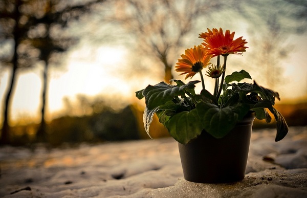 Gerbera im Topf Gerbera im Topf