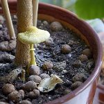 Pilze im Land: wie man wächst