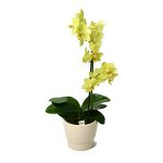 Boden für Orchideen Boden für Orchideen