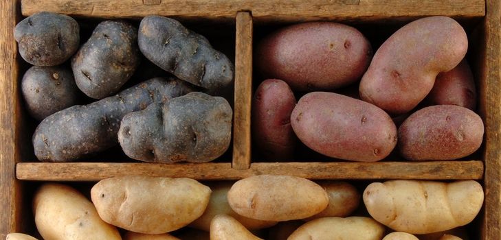 Wie man Kartoffeln im Winter speichert