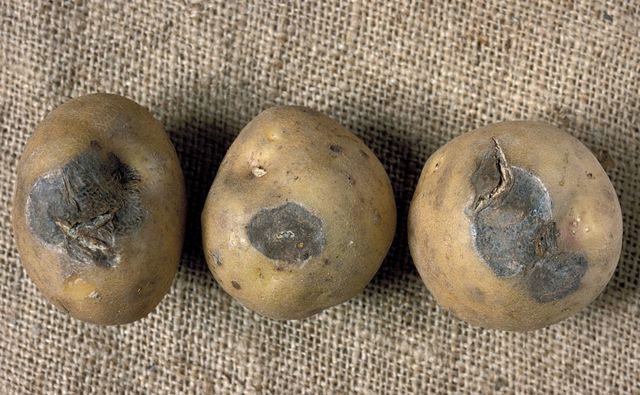 Wie man Kartoffeln im Winter speichert