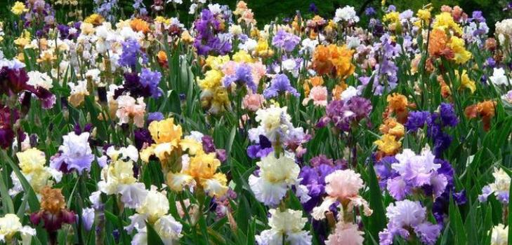 Bereich der Iris